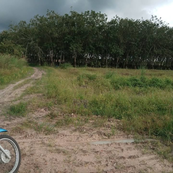 Đất nền Tân Phong Tân Biên 175m² giá chỉ 85 triệu - Cơ hội đầu tư tuyệt vời!