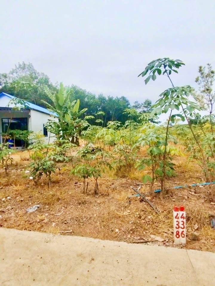 Đất nền 322m² thổ cư xã Xuân Thành Đồng Nai - Giá chỉ 750 triệu!