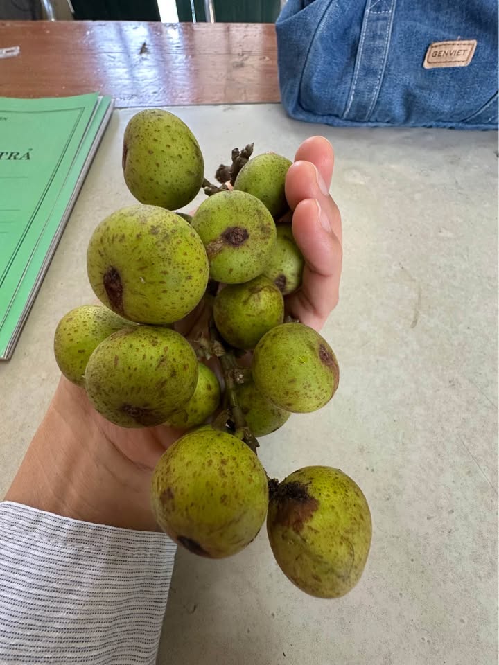 Đất nền Quỳnh Hoa 231m² giá 900 triệu - Nhà khang trang, không lỗi