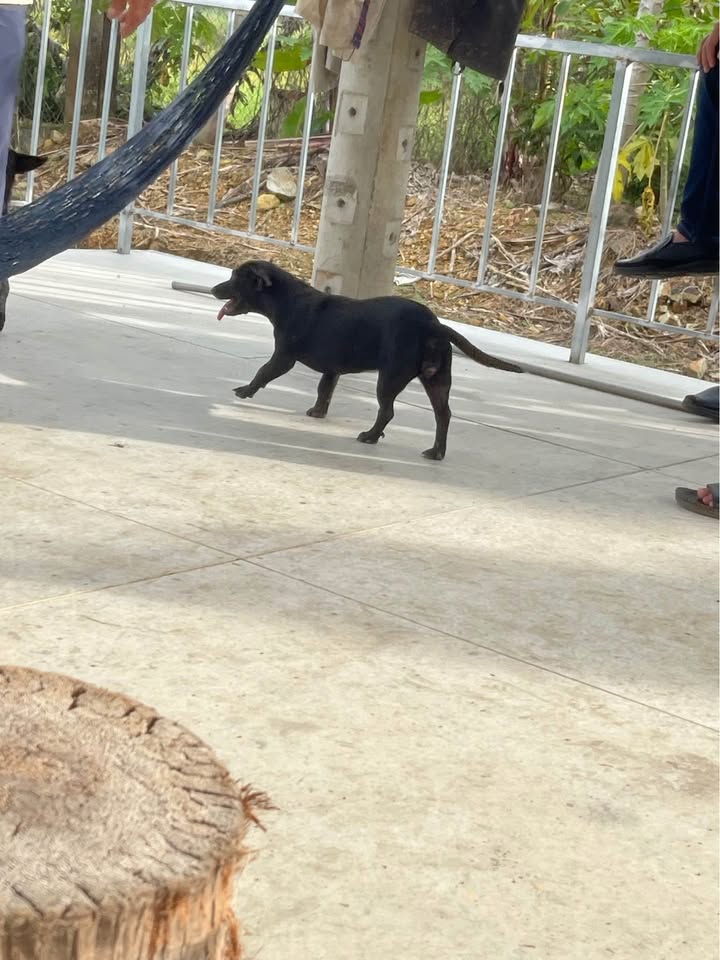 Đất nông nghiệp Suối Hiệp, Diên Khánh 23.400m² giá chỉ 1.17 tỷ - Cơ hội đầu tư tuyệt vời!