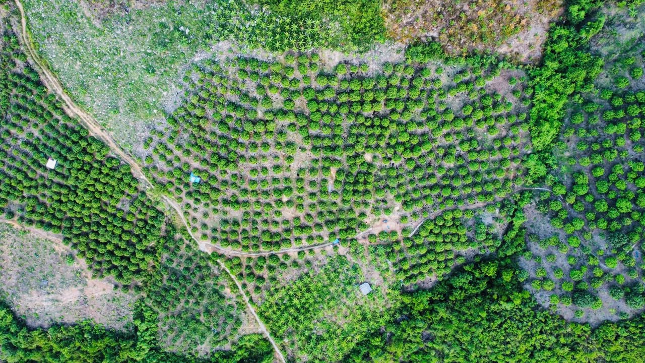 Farm đất rẫy xoài Tứ Quý 9000m² tại Suối Hiệp giá 900 triệu - Cơ hội đầu tư hấp dẫn!