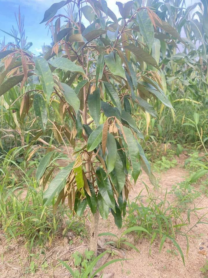 Đất nền Phước Thượng, Nha Trang 78.2m² giá chỉ 1.3 tỷ - Cơ hội đầu tư tuyệt vời!