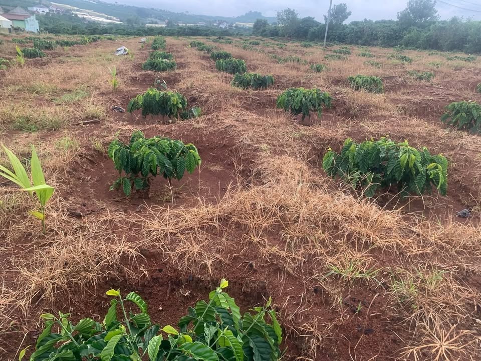 Đất thổ cư 8,8 sào Tân Hà, Lâm Hà - Giá chỉ 2.112 tỷ - Cơ hội đầu tư tuyệt vời!