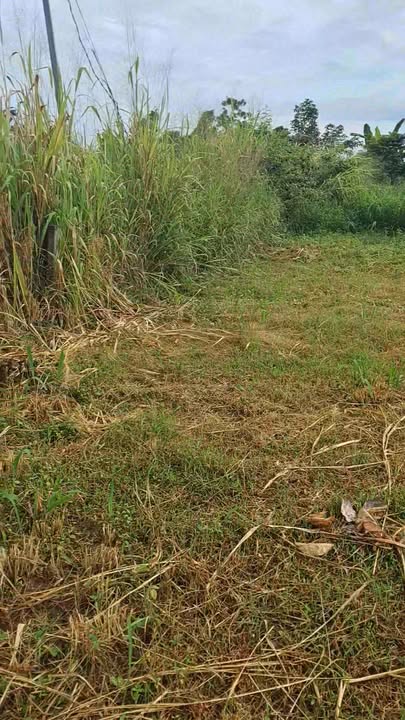 Đất nền xã Long Tân, Đất Đỏ 528m² giá 1.5 tỷ - Chính chủ thương lượng tốt!