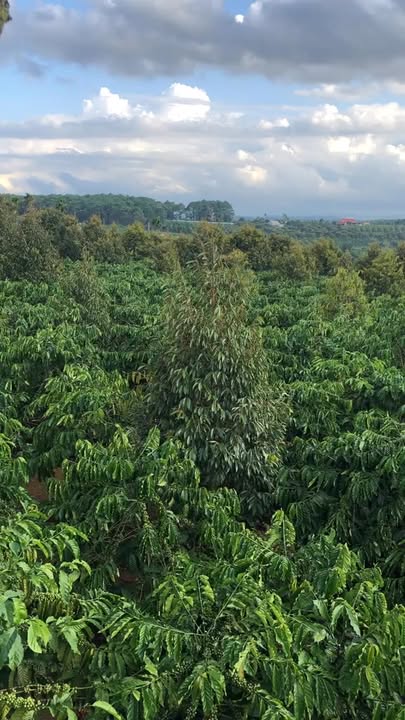 Cần bán farm 6 ha tại xã Ia Kênh, Pleiku, Gia Lai - Thế đất đẹp, giá chỉ 16,5 tỷ!