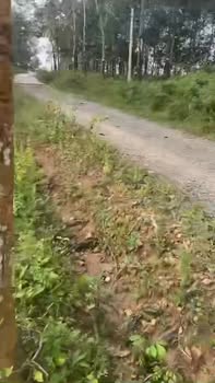 Farm đất 6 Sào tại Ea Ral, Ea H'leo giá 960 triệu - Đầu tư sinh lời hấp dẫn!