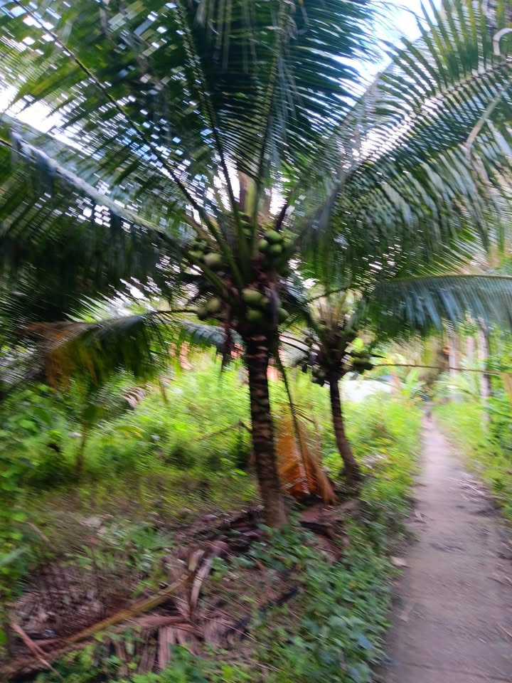 Đất vườn Thuận Điền Giồng Trôm 500m² giá 400 triệu - Đầu tư sinh lời ngay!