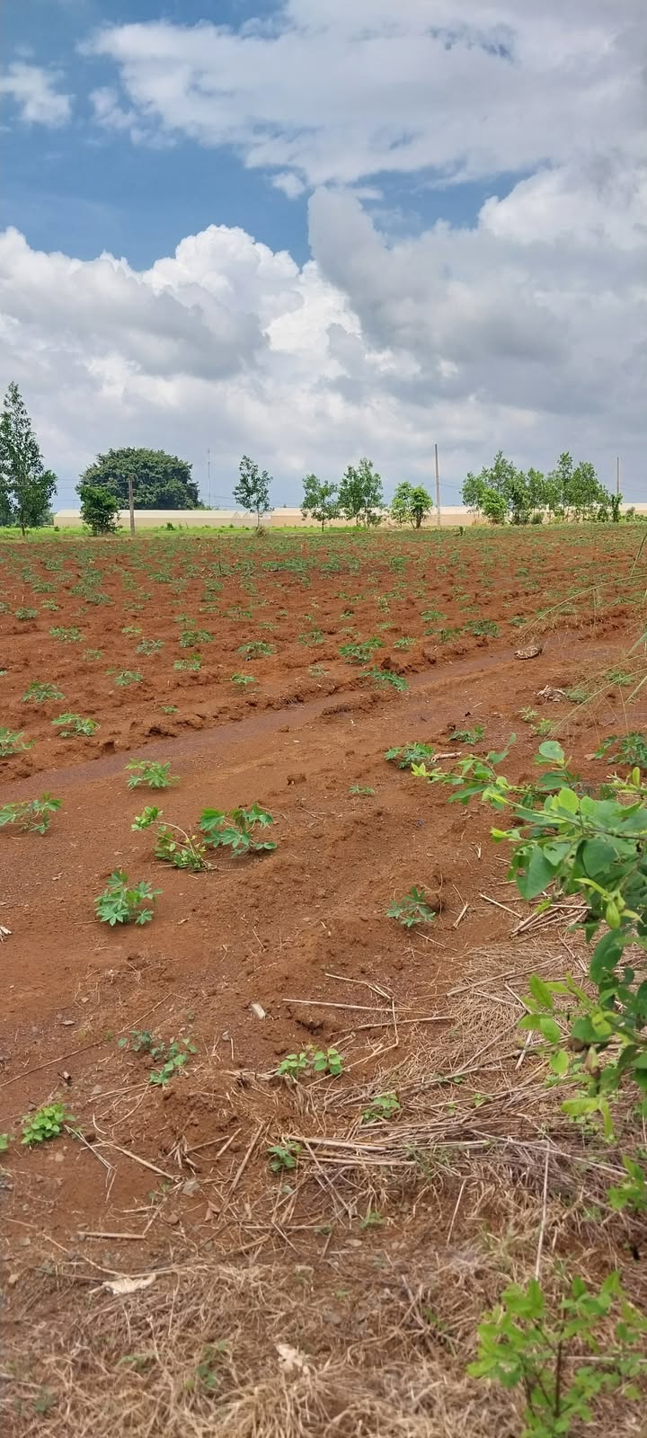 Đất nền Long Tân - Bà Rịa - Vũng Tàu 1045m² giá 2,5 tỷ - Đầu tư sinh lời ngay!