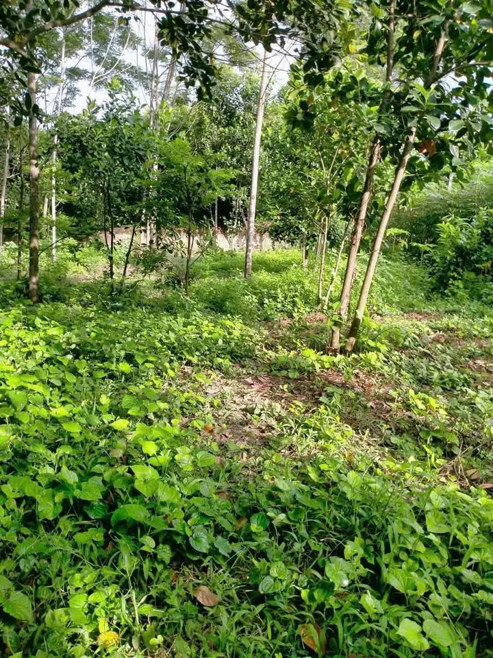 Lô đất 200m² tại xã Thụy An, Ba Vì chỉ 1 tỷ - Cần bán gấp!