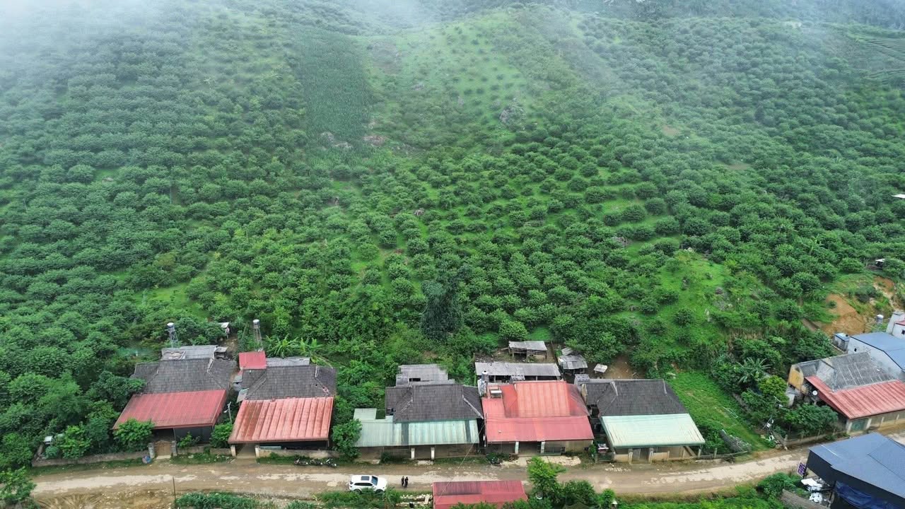 Đất 4000m² Mộc Châu giá 6 tỷ - Khu du lịch đồi chè tuyệt đẹp!