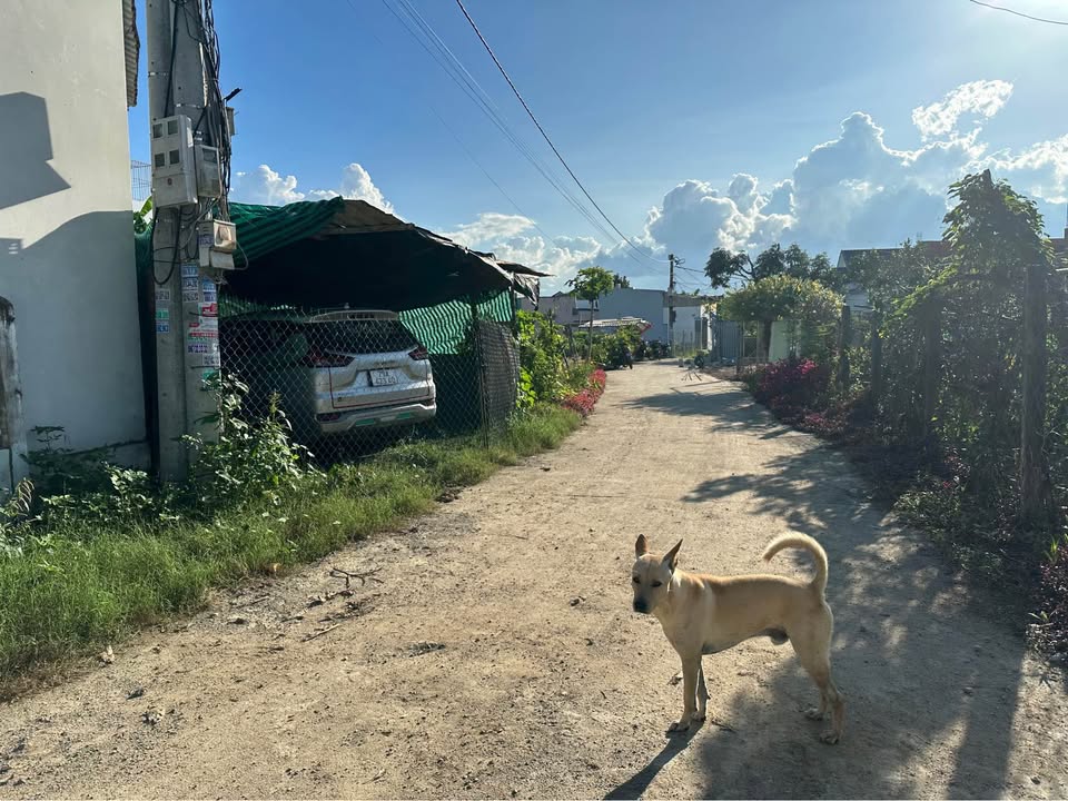 Lô Đất Diên Điền 132m² giá chỉ 990 triệu - Gần bệnh viện, xây nhà ngay!