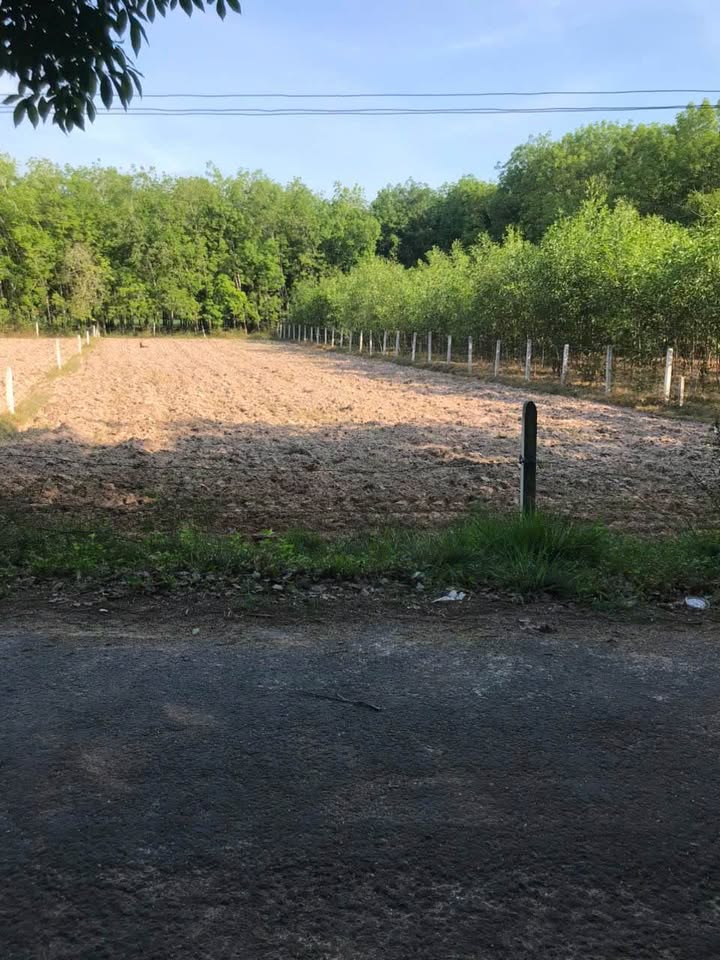 Đất nền 1232m² tại ấp Bưng Rò, xã Hòa Hộ, giá 650 triệu - Phù hợp lập vườn