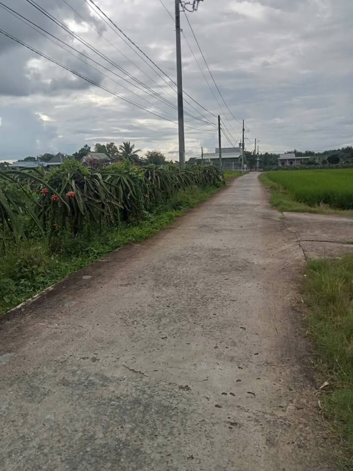 Đất thổ cư 1.600m² tại Thanh Phú Long, Châu Thành chỉ 950 triệu - Cơ hội đầu tư tốt!