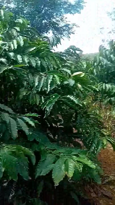 Đất nền Bù Đăng 96.000m² giá 9.6 tỷ - Mặt tiền đường ĐT đẹp, sổ đỏ chính chủ!