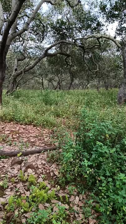 Đất nền Thọ Sơn, Bù Đăng 10.000m² chỉ 500 triệu - Cơ hội đầu tư tuyệt vời!