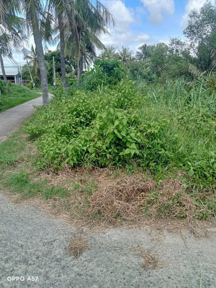 Đất vườn Bình Thới, Bình Đại 378m² giá 230 triệu - Cơ hội đầu tư hấp dẫn!