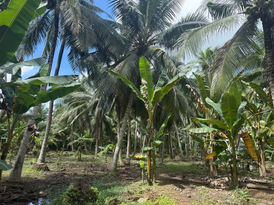 Đất Thạnh Ngãi, Mỏ Cày Bắc 5300m² giá 3.5 tỷ - Đầu tư sinh lời cao!