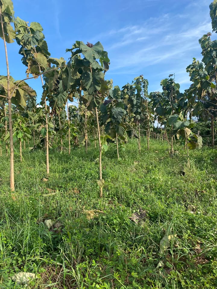 Đất rẫy đẹp xã Ea Wy Đắk Lắk 5006m² - Giá thỏa thuận hấp dẫn!