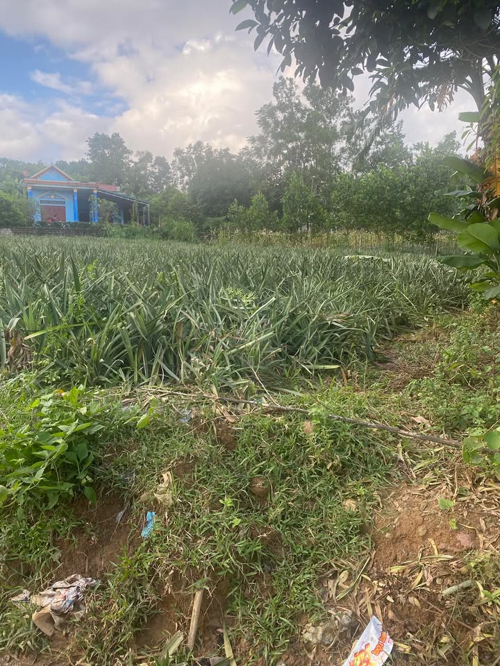 Đất thổ cư 1000m² tại phường Yên Sơn, Tam Điệp - Đầu tư sinh lời dễ dàng!