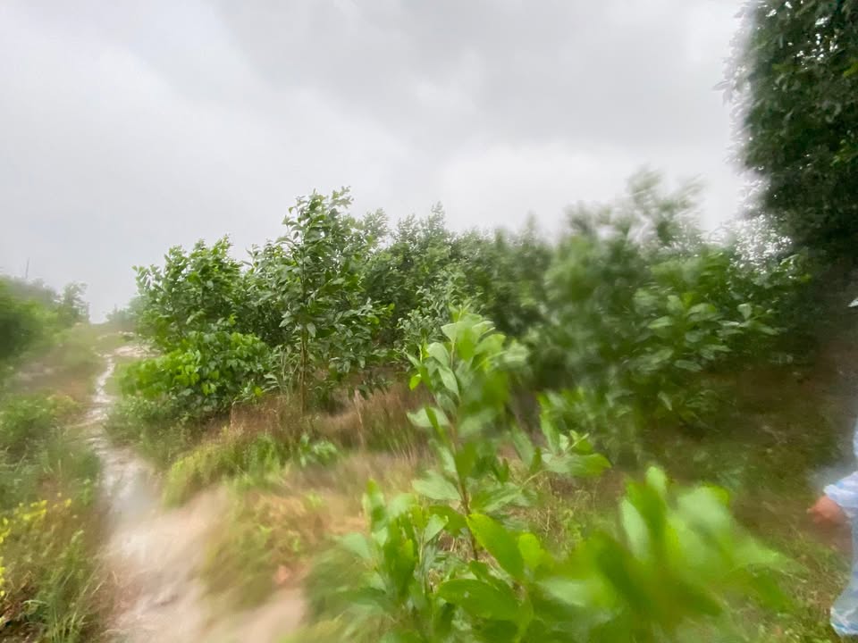 Đất vườn 14773m² giá 3 tỷ - Cơ hội đầu tư sinh lời cao!