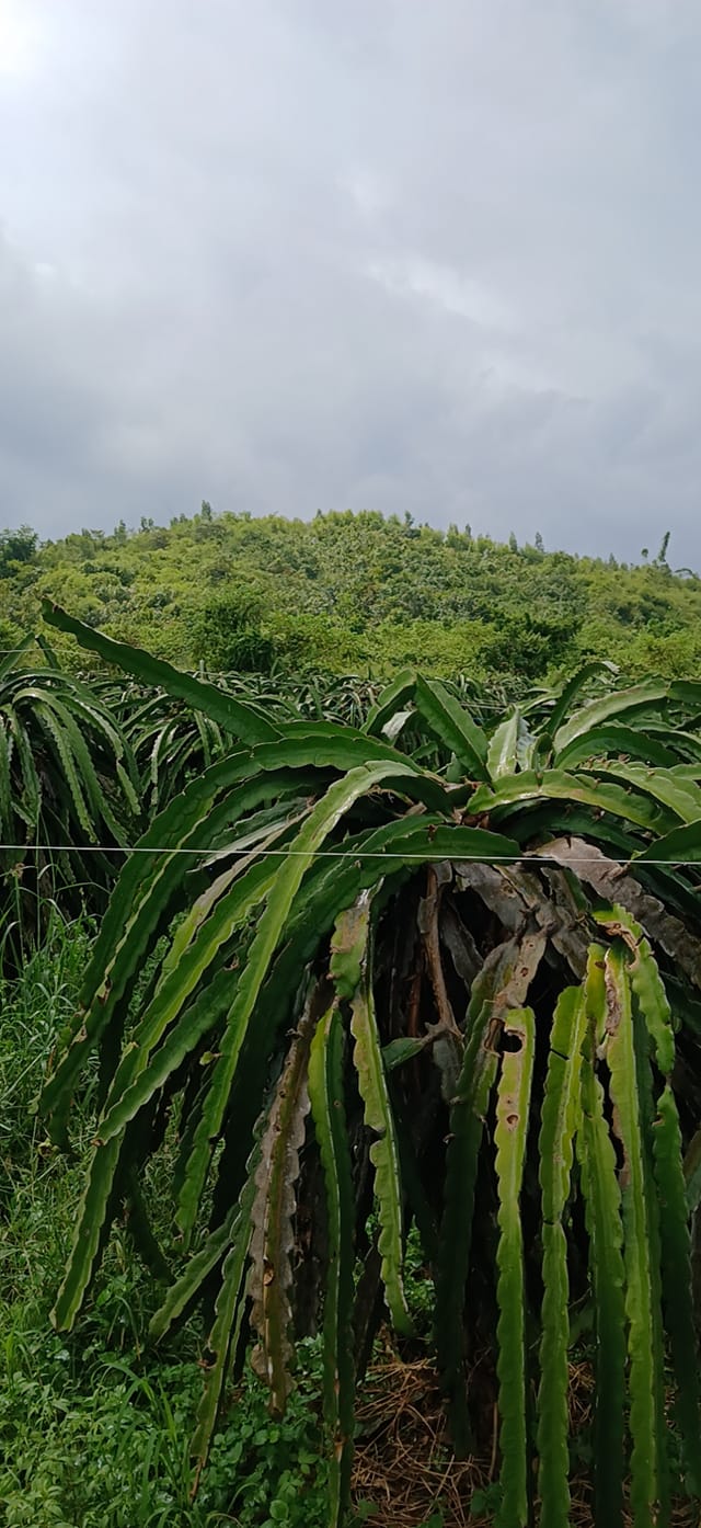 Đất Farm 80.000m² tại Hàm Cường - Giá chỉ 2.88 tỷ - Cơ hội đầu tư tuyệt vời!