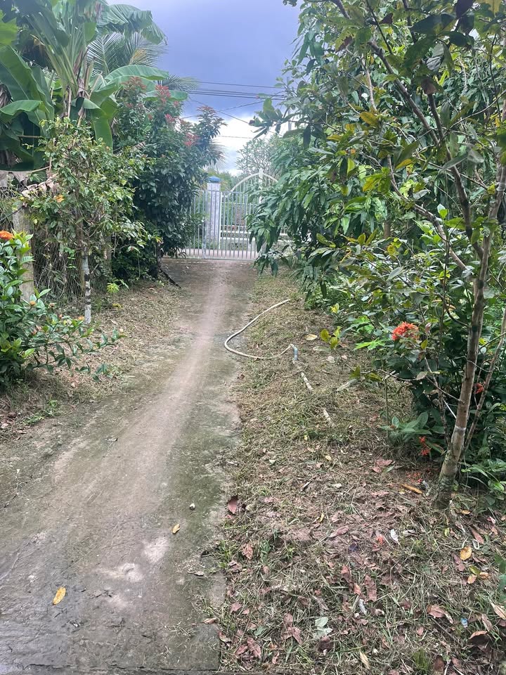 Đất nông nghiệp Tân Phú, Châu Thành 3800m² - Nhà kiên cố, sẵn sàng đầu tư!