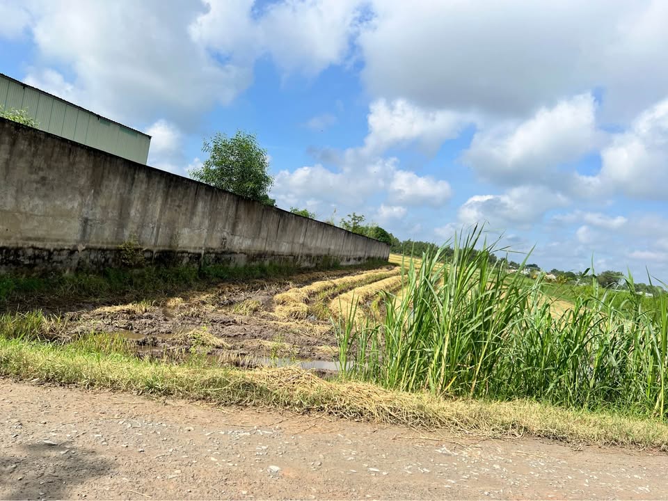 Đất thổ cư Mỹ Hạnh Nam, Đức Hòa 1140m² giá 5 tỷ - Sổ hồng riêng chính chủ!