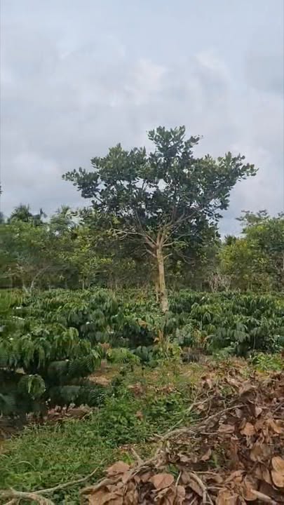 Đất nền Ea Bhôk Cư Kuin 2043m² giá chỉ 300 triệu - Đầu tư lý tưởng cho tương lai!