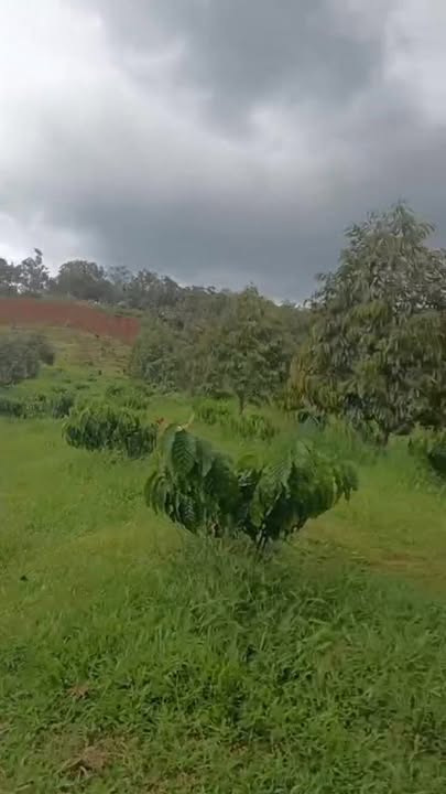 Farm 1.8ha cà phê xen sầu riêng tại Thọ Sơn, Bù Đăng - Giá 2.5 tỷ, đầy đủ tiện nghi