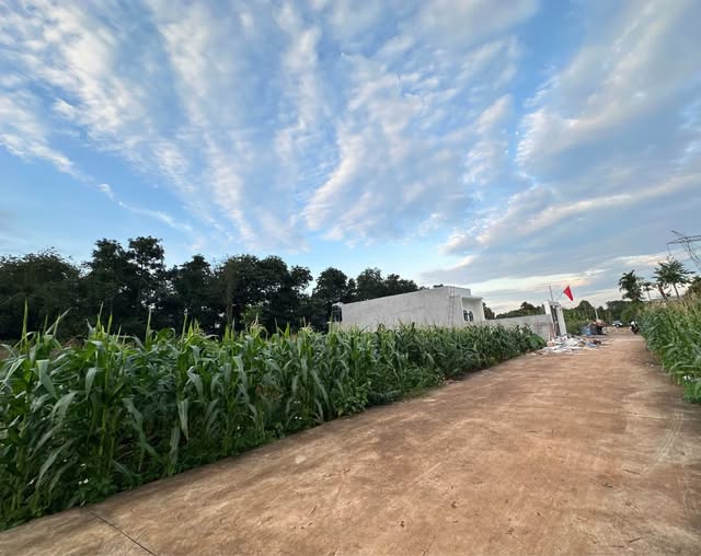 Đất nền Cư Suê 130m² giá 525 triệu - Đầu tư tiềm năng gần chợ!