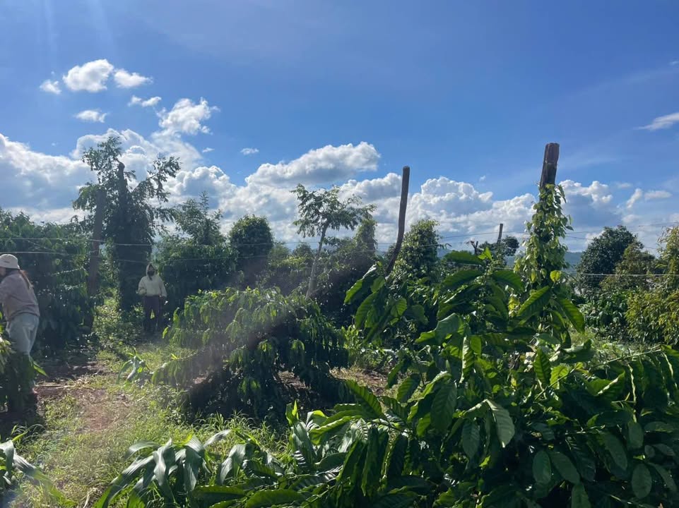 Đất đầu tư tại thôn 8, xã Ea Ral, Đắk Lắk 30.000m² giá 6.6 tỷ - Cơ hội sinh lời hấp dẫn!