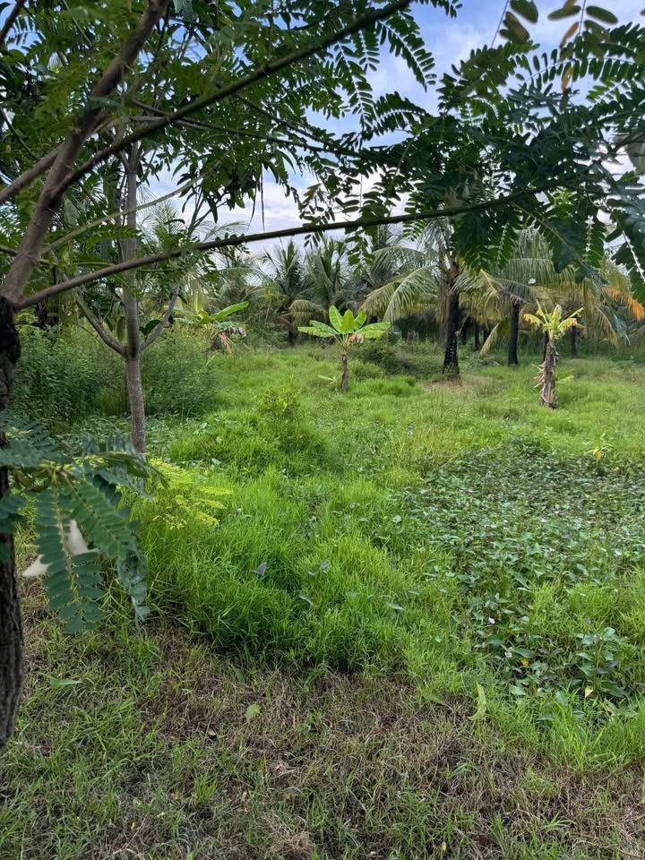 Đất nền An Thạnh Thủy, Chợ Gạo 1500m² giá 550 triệu - Cơ hội đầu tư tuyệt vời!