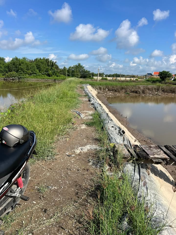 Đất lúa 4220m² Tân Chánh, Cần Đước chỉ 1 tỷ - Đường xe máy vào tận nơi!