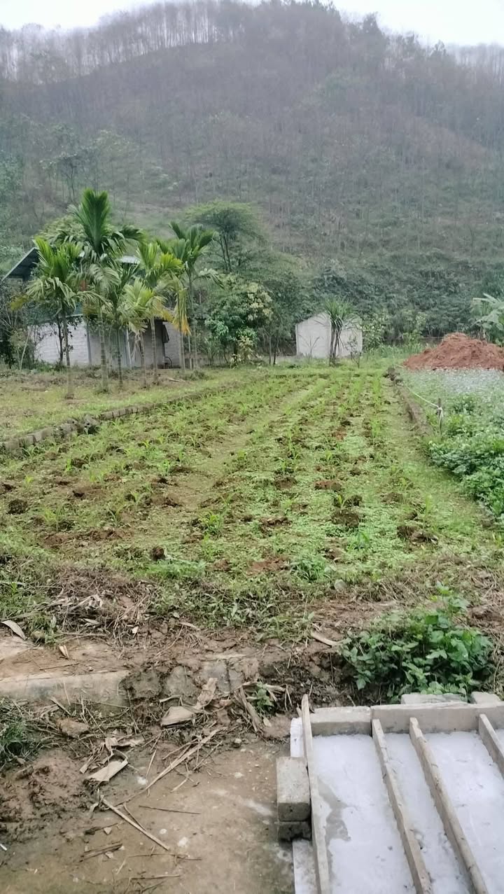 Đất nền TĐC Thanh Hùng, Yên Bái 100m² giá 1.4 tỷ - Cơ hội đầu tư hiếm có!