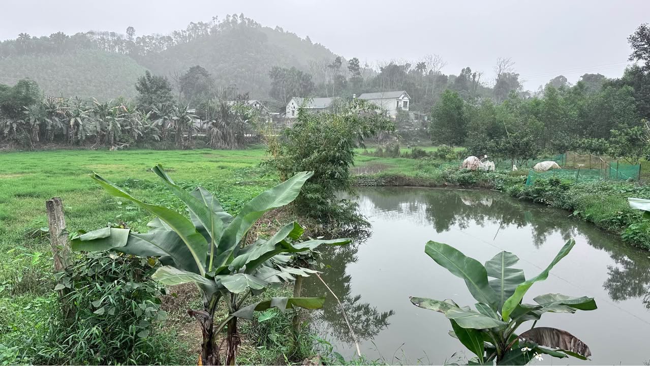 Trang trại Yên Bình 8000m² giá 1 tỷ - Đầu tư sinh lời hấp dẫn!