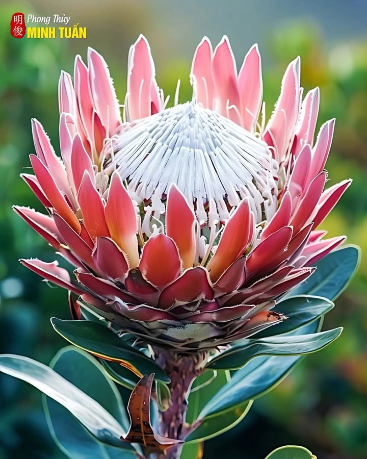 Bán gấp FrontHouse Đà Nẵng 74m² giá chỉ 12 tỷ - Vị trí đắc địa gần biển!