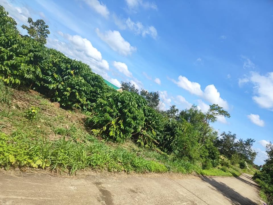 Đất nền 2000m² tại xã Ea Kly, huyện Krông Pắc - Giá 800 triệu, cơ hội đầu tư hấp dẫn!