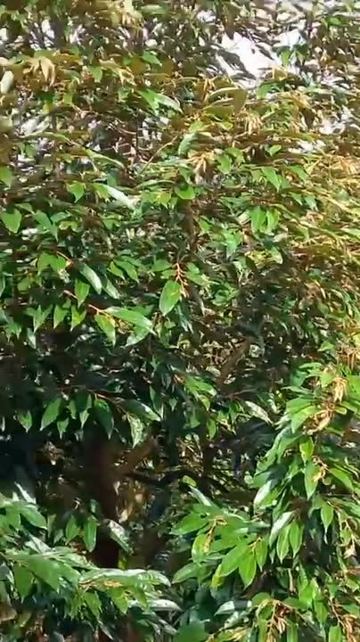 Vườn sầu riêng 1 mẫu tại Sùng Nhơn giá 1,5 tỷ - Đầu tư sinh lời ngay!