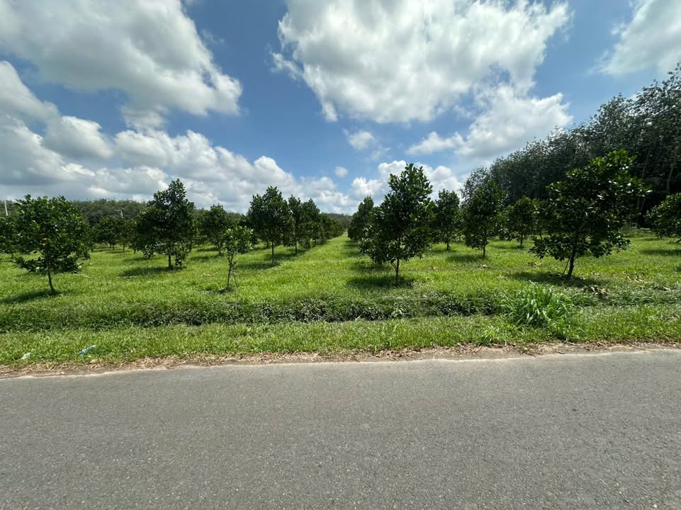 Đất thổ cư mặt tiền đường DH519, Phước Thành, 250m² - Cơ hội đầu tư hấp dẫn!