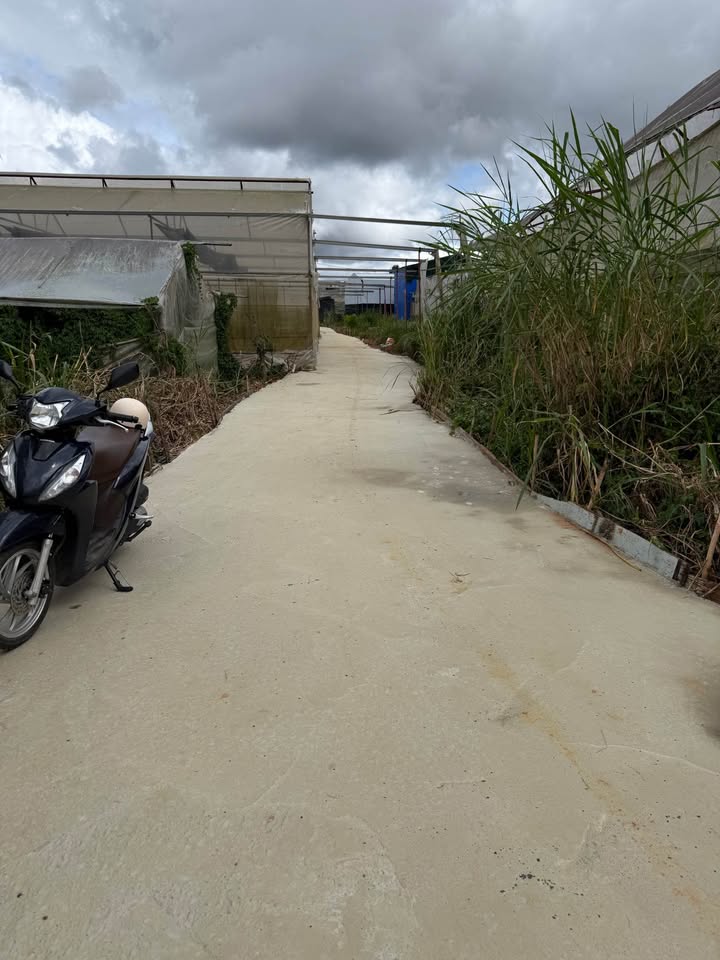 Đất nông nghiệp Trần Anh Tông Đà Lạt 65m² giá 550 triệu - Cơ hội vàng đầu tư!