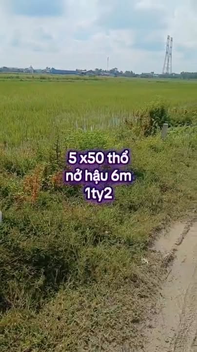 Đất thổ cư 275m² tại Mỹ Hạnh Nam, Đức Hòa - Sổ đỏ chính chủ giá 1.2 tỷ - Cơ hội đầu tư tuyệt vời!