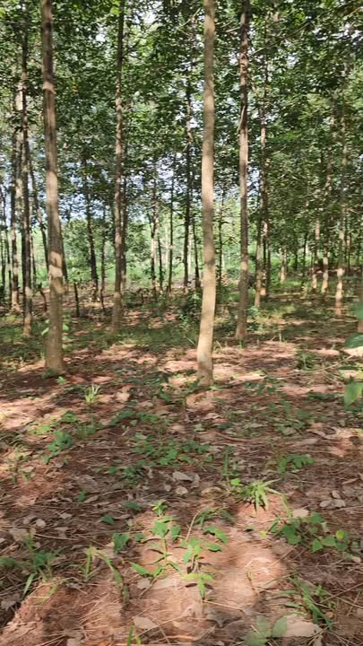 Vườn cao su 1.400m² xã Phước Thiện, giá chỉ 260 triệu - Đầu tư sinh lời ngay!