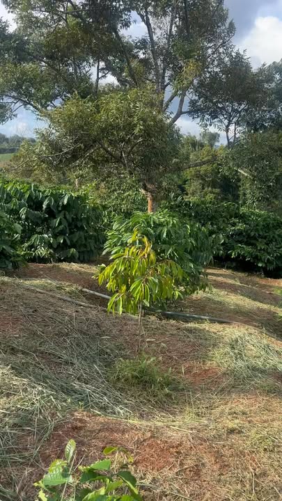 Đất Farm 8.500m² tại thôn 8, xã Ea Khăl, Đắk Lắk - Giá chỉ 1.6 tỷ, đầu tư tiềm năng!