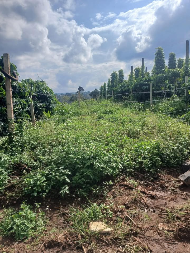 Đất thổ cư 100% Đinh Tiên Hoàng Đắk Mil 402m² giá 1.5 tỷ - Gần mọi tiện ích sống động!