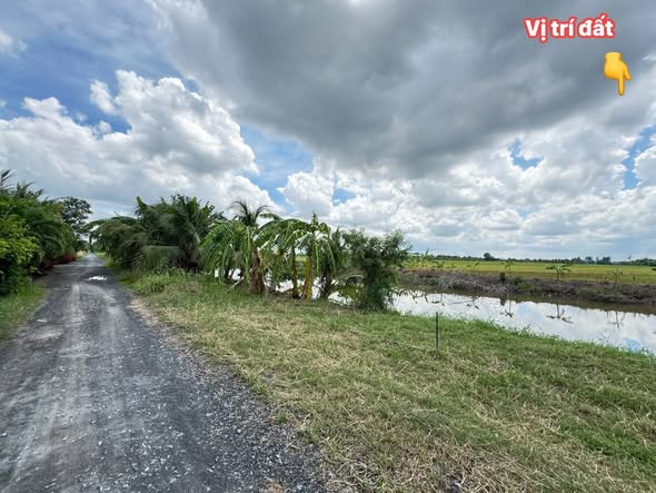 Đất ruộng 13.000m² tại xã Tân Điền, Gò Công Đông - Giá chỉ 6.38 tỷ VND!