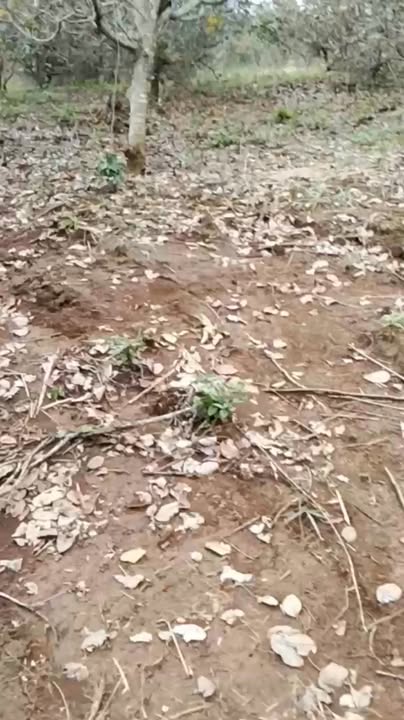 Đất nền 20.000m² tại Thôn 6, Quảng Tân - Giá chỉ 500 triệu, sổ đỏ chính chủ!