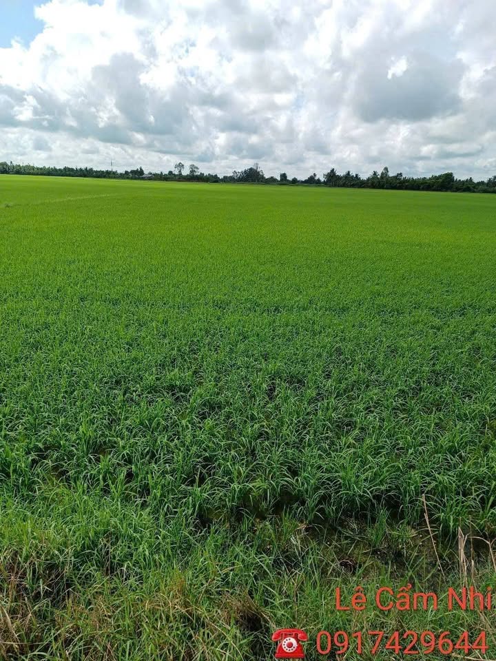 Đất ruộng 7465m² tại ấp Phước Hòa, An Giang - Giá chỉ 1.269 tỷ, thu nhập ổn định!