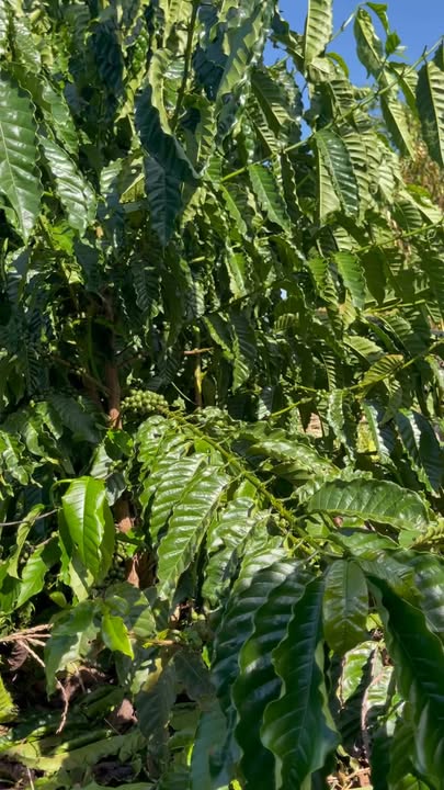 Đất nông nghiệp 3ha tại Ea Ral - 6.6 tỷ - Đầu tư sinh lời cao!