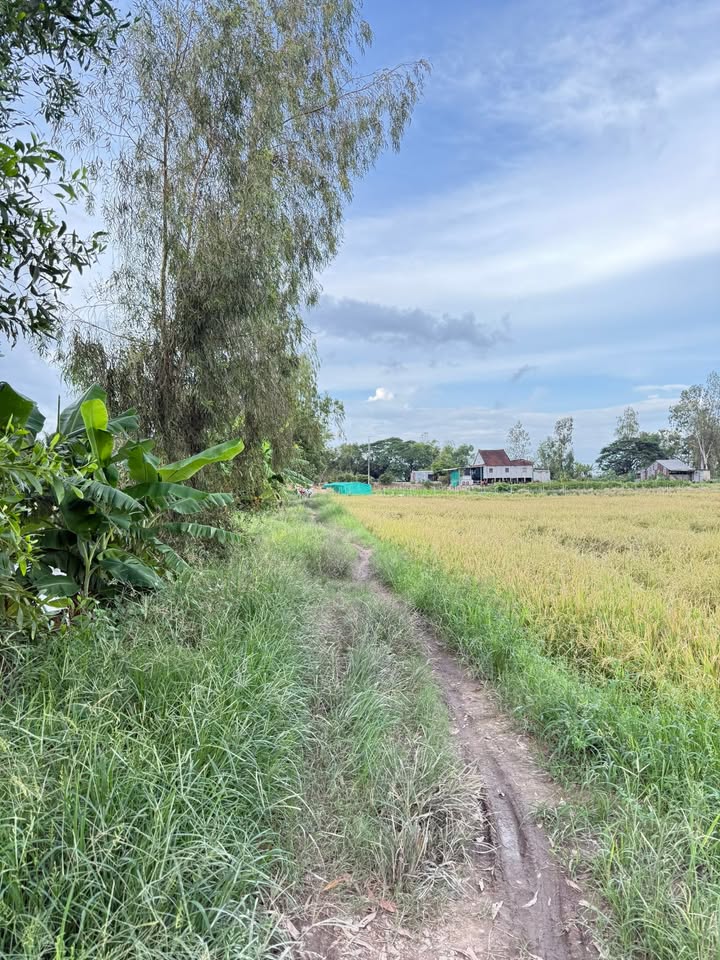 Đất nền 14 công xã Định Thành, Thoại Sơn - Giá chỉ 1.5 tỷ, sổ hồng chính chủ!