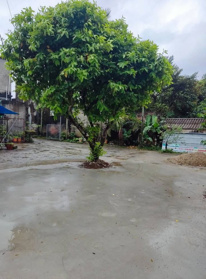 Đất nền Quảng Phú, Thanh Hóa 80m² giá 900 triệu - Đầu tư sinh lời cao!